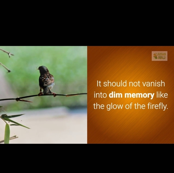 Save the Sparrows! - Picture 7 of 11